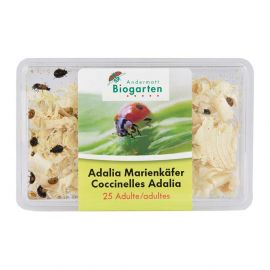 Adalia Marienkäfer gegen Blattläuse - 25 Käfer