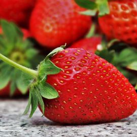 Ausverkauft: Erdbeere immertragend Setzling