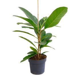 Kalai (Banyan-Feige - Ficus benghalensis Audrey)