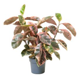 Malo (Rosa Gummibaum – Ficus elastica Belize)