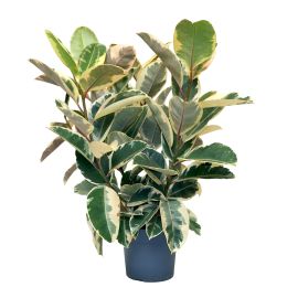 Kareo (Panaschierter Gummibaum – Ficus elastica Tineke)