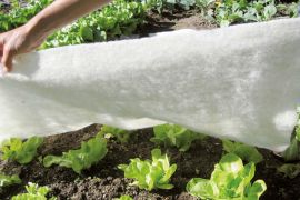Schutzmatte gegen Frost aus Schafwolle - naturweiss 200x100 cm