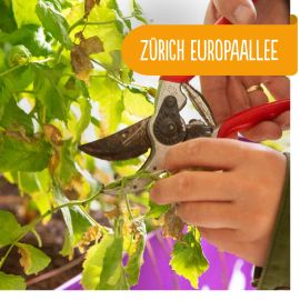 28.08.2024 Autumn Course Urban Gardening, 19:15 - 21:15 Uhr, Zürich Europaallee