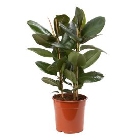 Mettu (Gummibaum -Ficus elastica)