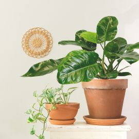 Cali (Baumfreund - Philodendron Imperial Green)