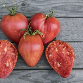 AUSVERKAUFT: Tomate Ochsenherz / Cuor di Bue Setzling