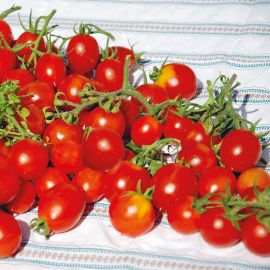 Tomate Principe Borghese Setzling