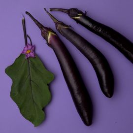 Aubergine Purple Long Setzling