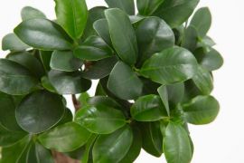 Baihar (Chinesische Feige - Ficus microcarpa ginseng)