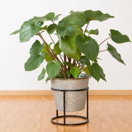 Pflanzenständer, schwarz - 26 x 30 cm