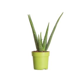 Haias (Aloe klein)