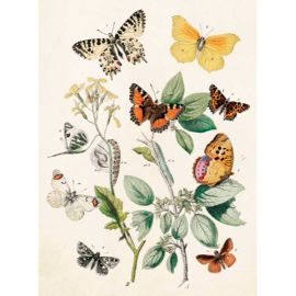 Karte doppelt "Blumen mit Schmetterlingen" mit Couvert 8.5 x 11.5 cm