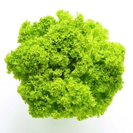 Lollo Salat grün Setzling (5 Stk.)