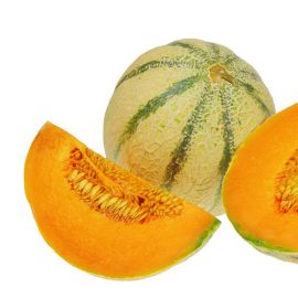 Melone Charentais Setzling