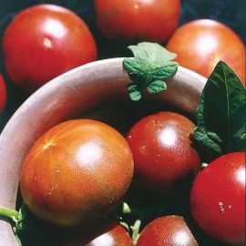 Tomate Schwarze Krim Setzling