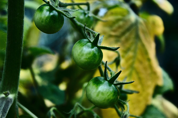 Tomaten pflanzen, Pflanzzeitpunkt