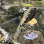 Libelle_Weibchen