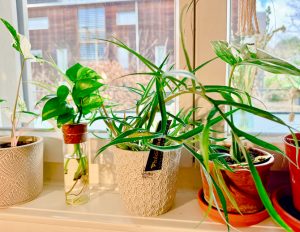 Zimmerpflanzen auf Fenstersims