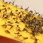 Trauermücken Gelbfalle